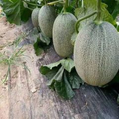 惠民大棚西州蜜25大量上市中