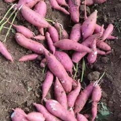 商薯19红薯、西果红