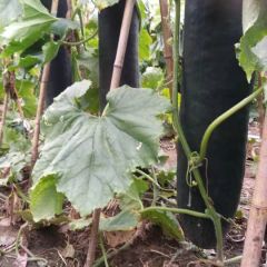 长期代收供应河南优质精品黑皮大冬瓜产地直发采购