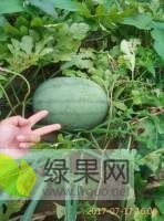 2019年山东单县高抗8价格