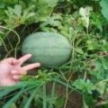 大量供应高抗8西瓜