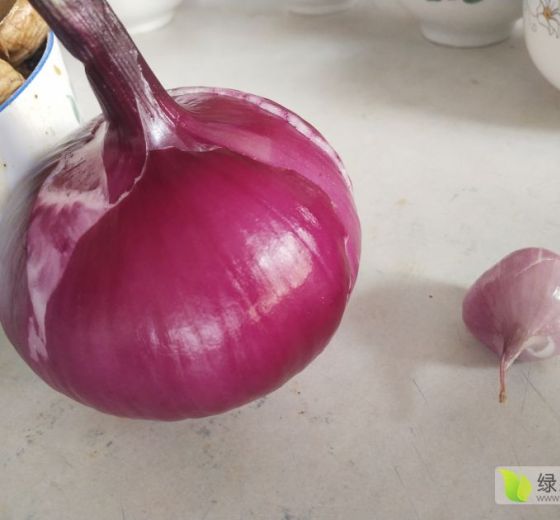 2019年吉林长岭紫皮洋葱价格