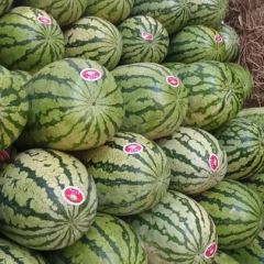 甘肃省白银市西瓜大面积上市了