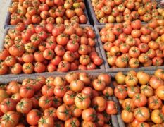 大红西红柿 主产地 大型交易市场 产地直销 货源