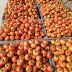 大红西红柿 主产地 大型交易市场 产地直销 货源
