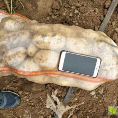 内蒙古赤峰荷兰806土豆