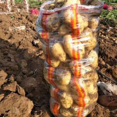 内蒙古多伦荷兰十五，226，荷兰十四，夏波蒂