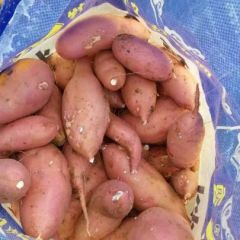 湖北省宜城市坡地龙薯九号