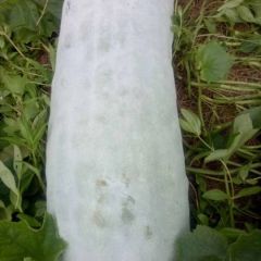 白皮冬瓜，25-50斤