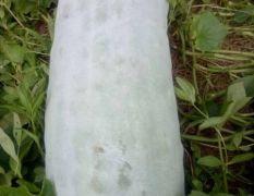白皮冬瓜，25-50斤