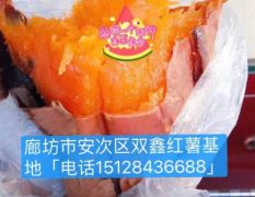 廊坊双鑫红薯基地专业供应烟薯25「千亩种植基地」
