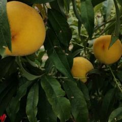 大量出售黄金冠黄桃