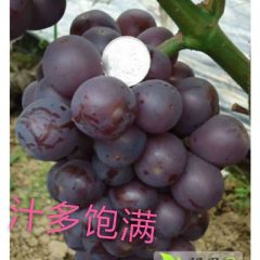 平邑本地葡萄基地京亚葡萄大量上市