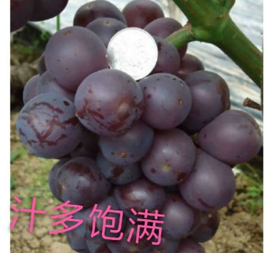 2019年山东平邑京亚葡萄价格