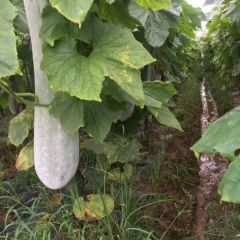 白皮冬瓜大量供应