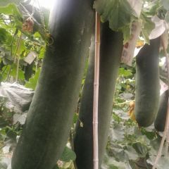 吊瓜黑皮冬瓜