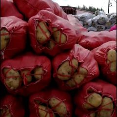 冀张薯，226.已经上市