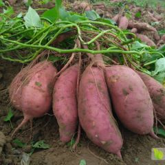 开封红薯正火热上市！！！