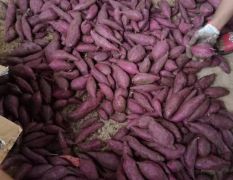 大量供应紫薯越南紫，紫罗兰