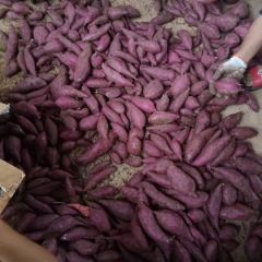 大量供应紫薯越南紫，紫罗兰