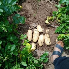 河北省围场县806薯行好，牙窝浅，个头大。