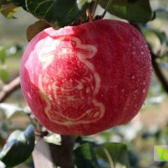 20万斤美国米脆苹果