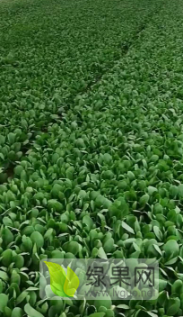 2019年山东曹县油菜价格