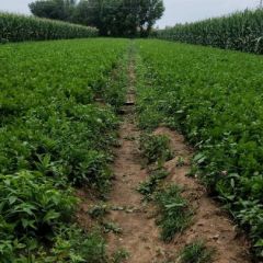 大地芹菜30000斤需要出售