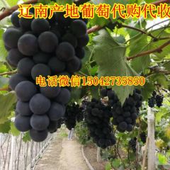 辽宁葡萄代购辽宁熊岳巨峰葡萄产地价格