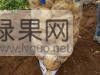供应凌海荷兰系列土豆。诚信第一