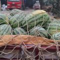 开封陆地多品种西瓜现已大量上市