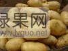 供应土豆【品质优价格便宜货源充足】