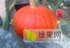 供应凌海南瓜，黄金二号