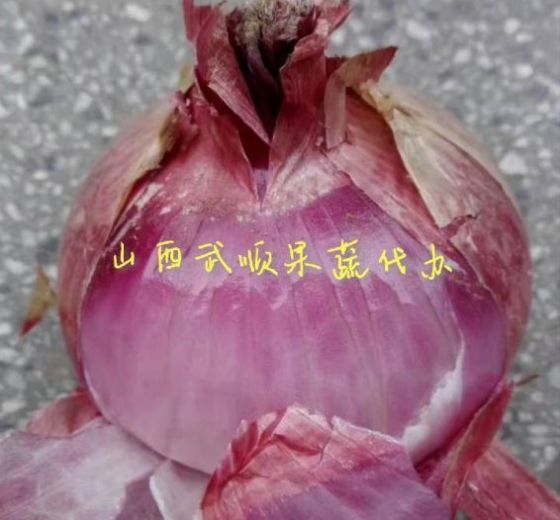 2019年山西太谷红皮洋葱价格