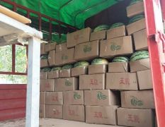 8424西瓜大量上市