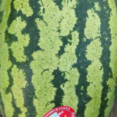 甘肃白银晒沙瓜，金花一茬，