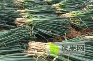 安丘铁杆大葱上市，常年供应