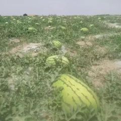 甘肃规模最大西瓜产业基地