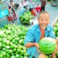 河南无籽西瓜种植基地代办市场