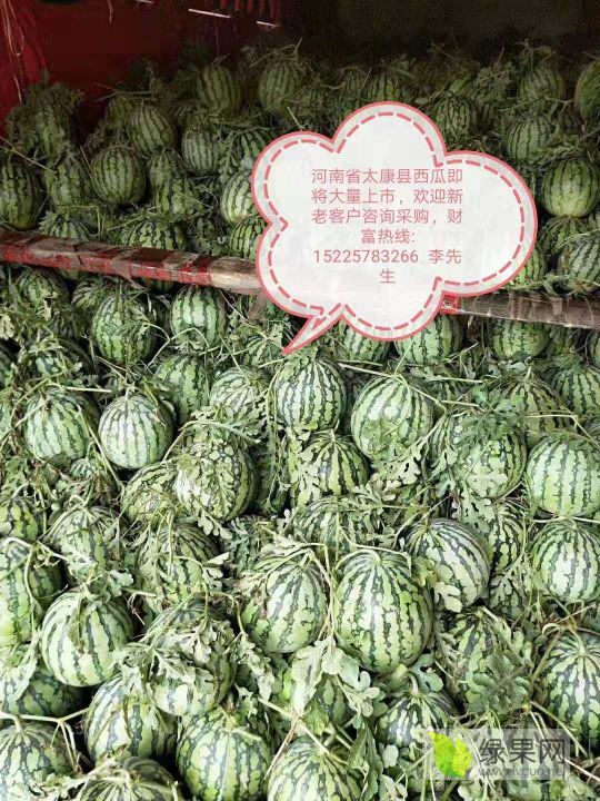 2019年河南太康京欣价格