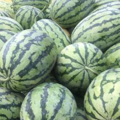 秦红208量大质优，老王诚信代办！