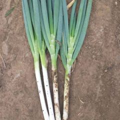 安丘市，铁秆大葱。