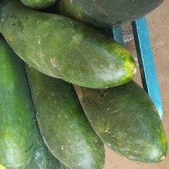 子弹头黑皮冬瓜，货源充足