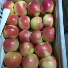 美国八号苹果个大色好