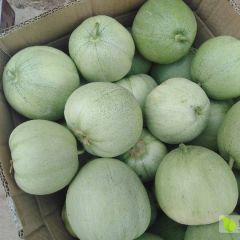 绿宝甜瓜大量上市中欢迎各地客商前来收购