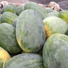 开封市通许县诚信代办员