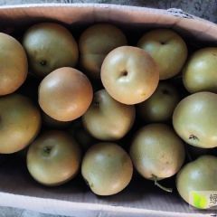 天门市圆黄梨大量上市，黄花梨