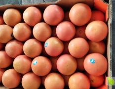 进口南非西柚红心柚进口柚子水果批发海外产地直供
