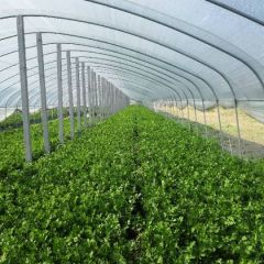 百亩香芹正在速销有意联系