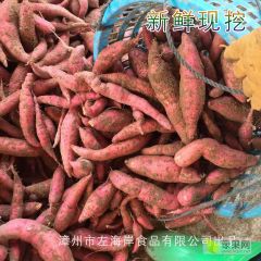 福建漳州六鳌沙地红蜜薯地瓜红心番薯直销代理批发